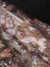 Blue and Antique Bronze tulle with floral Embroidery - Image 6