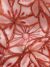 Red Tulle adorned with embroidery - Image 4