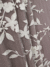 Flora Cotton