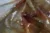 Printed Sequin on Tulle - Image 2