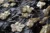 Black tulle with delicate embroidery, subtle sequins, and 3D jacquard golden flowers with sequin accents. - Image 3