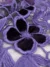 dark purple tulle fabric