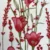 red tulle fabric
